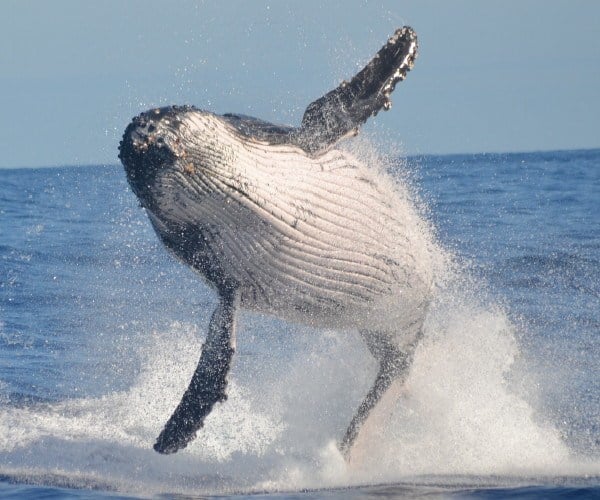 South American whale watching: 6 astounding sites