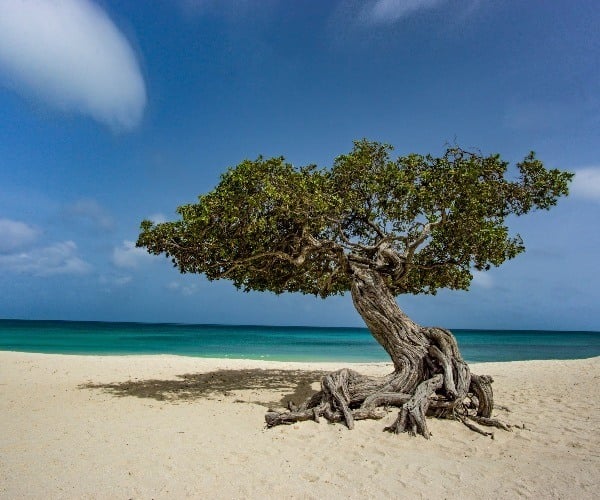 Guilt-free green luxury in Aruba