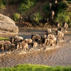 Where and when to witness the Great Wildebeest Migration