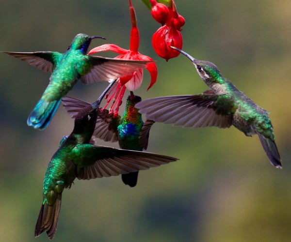 10 exceptional birdwatching spots in Ecuador