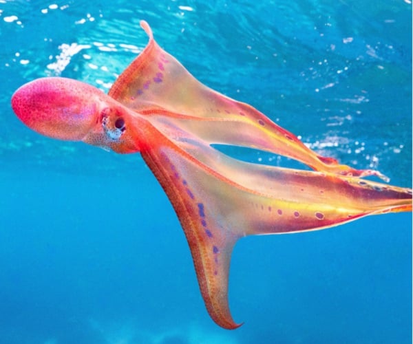 Rare sighting off Lady Elliot Island, Queensland