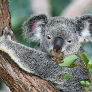 11 reasons to visit Australia