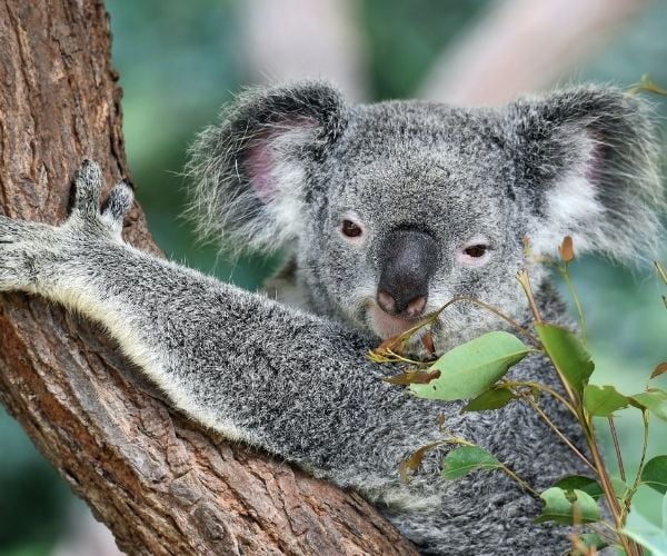 11 reasons to visit Australia