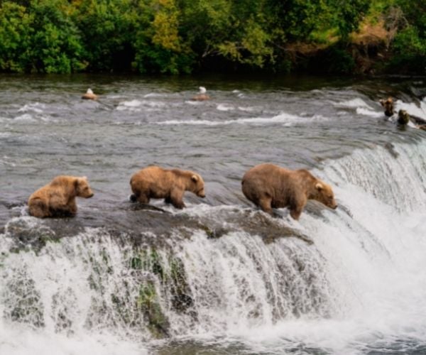 Meet Canada’s most iconic animals – the Big Five