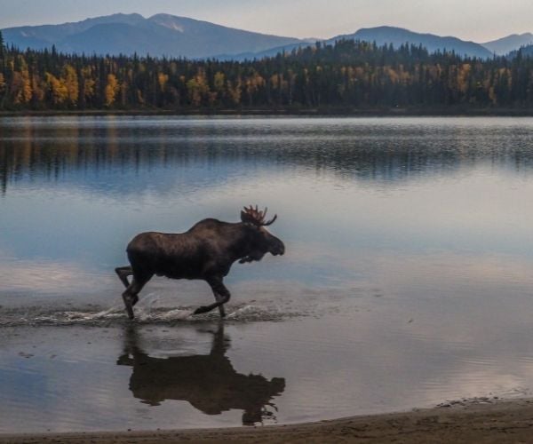 Meet Canada's most iconic animals - the Big Five