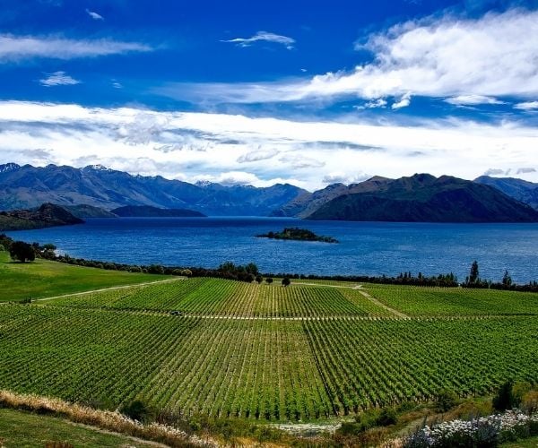 View of green vineyard surrounded by a lake