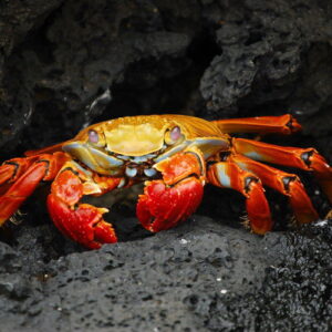 20 inimitable Galapagos Islands wildlife species and experiences