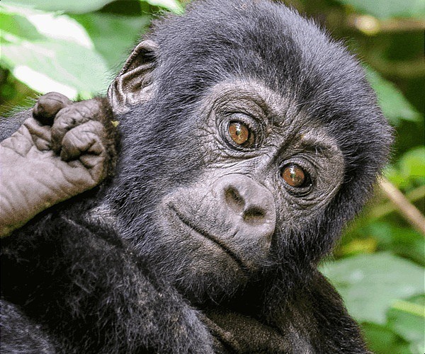 Gorilla trekking in Uganda: The ultimate luxury experience