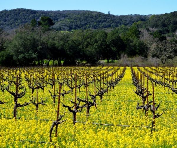 California Wine Country – A Luxury Travel Blog : A Luxury Travel Blog