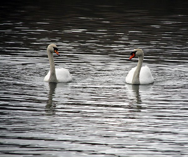 Elterwater Swans