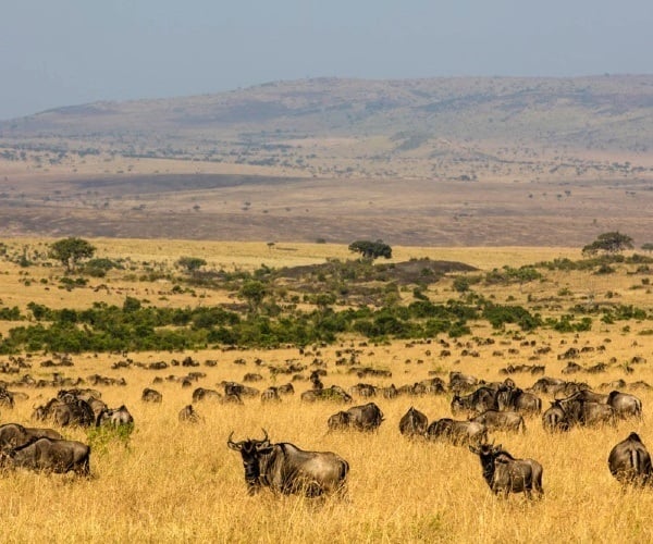 Where is the best place for a safari – East or Southern Africa?