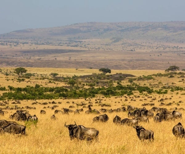 Where is the best place for a safari - East or Southern Africa?