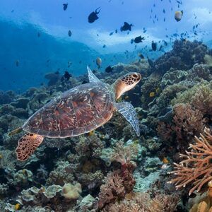 Why Wakatobi Resort is a must-visit for avid snorkelers
