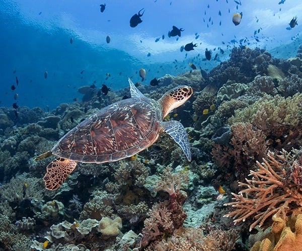 Why Wakatobi Resort is a must-visit for avid snorkelers