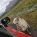 Driving in Iceland - what you need to know