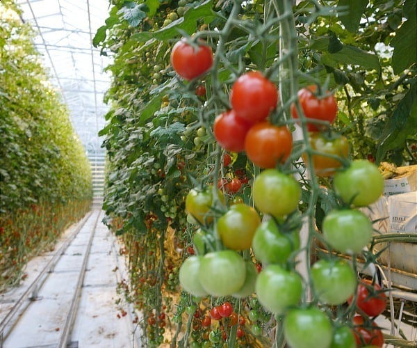 The Icelandic greenhouse restaurant where everything on the menu is made from tomatoes