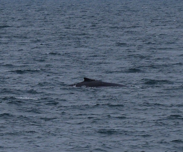 Whale watching from a luxury yacht off Reykjavik, Iceland - A Luxury ...