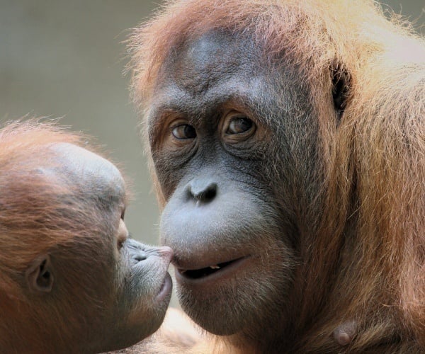 Orangutan-conservation-Indonesia