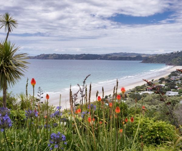 Red and purple plants with a long stretch of white sand coastline