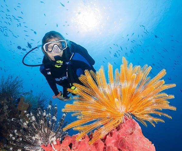 Wakatobi delivers five-star marine life experiences