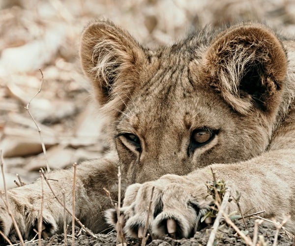 Experiencing Zambia’s Zambezi River in style