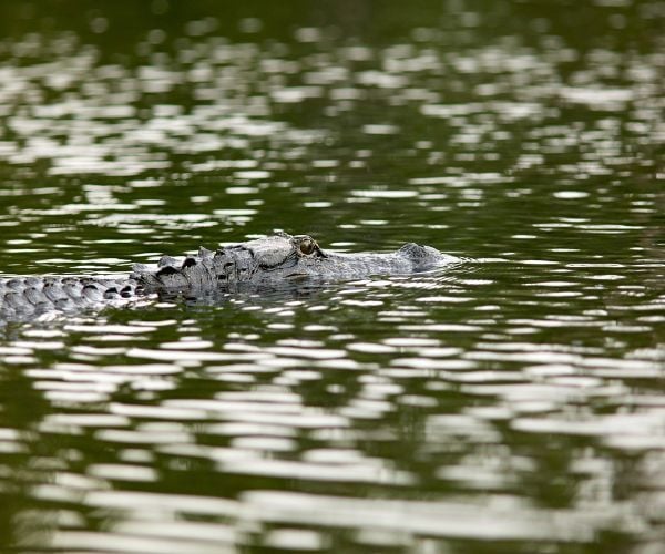 An alligator hiding in the water at Okefenokee National Wildlife Refuge 