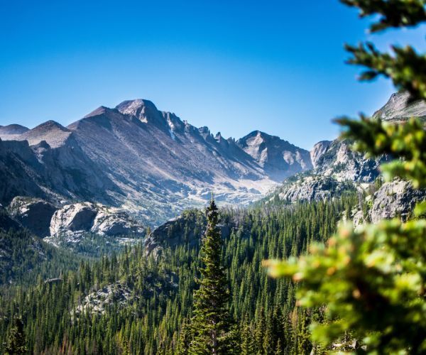 Green forest with mountains in the background in Colorado