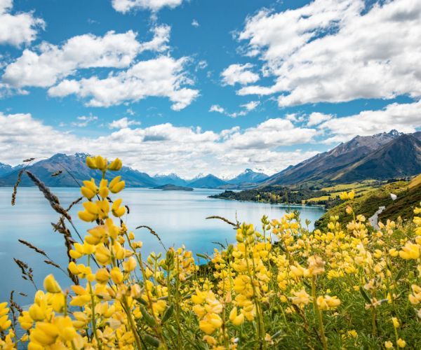 Yellow flowers with a lake and mountain in the background