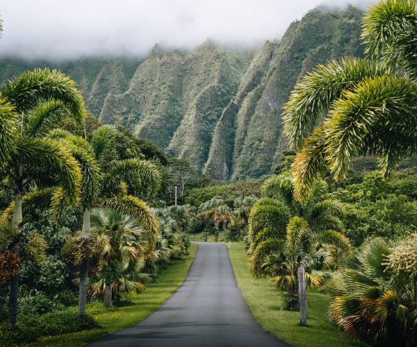 Lush vegetation in Hawaii