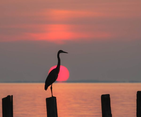 A bird sitting on a fence with a sunset over the ocean in the background