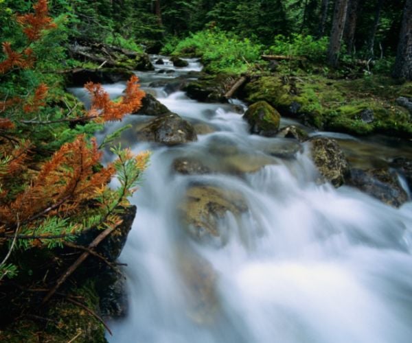 A stream in a green forest