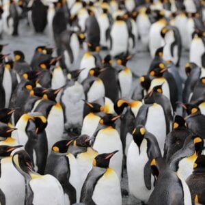 7 of the best cruise destinations for seeing penguins in the wild