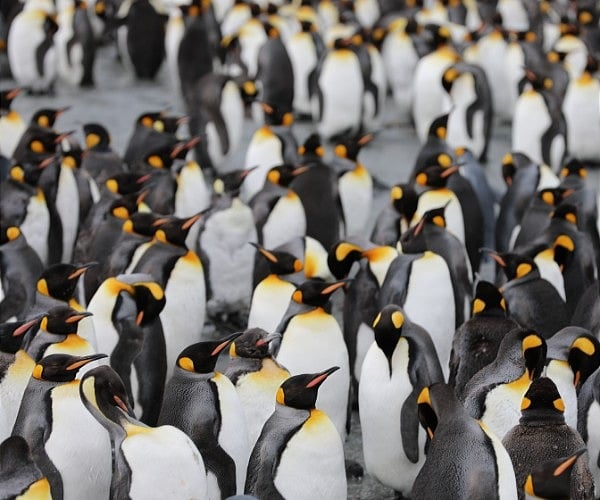 7 of the best cruise destinations for seeing penguins in the wild