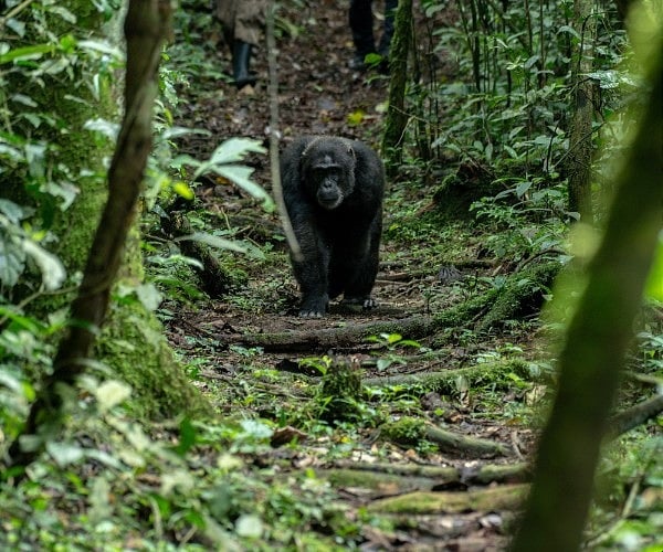 Wildlife experiences you won’t want to miss on a trip to Uganda