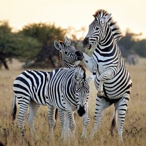 The secret life of Botswana's zebras