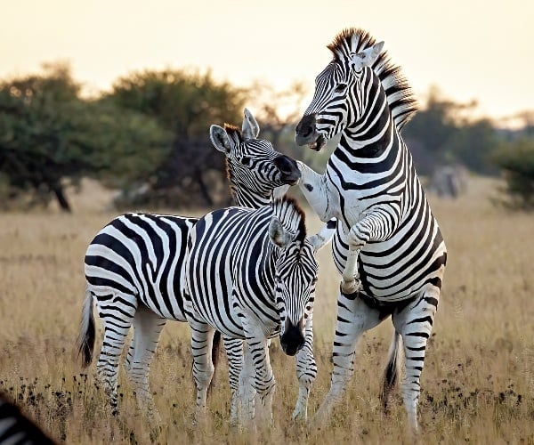 The secret life of Botswana’s zebras
