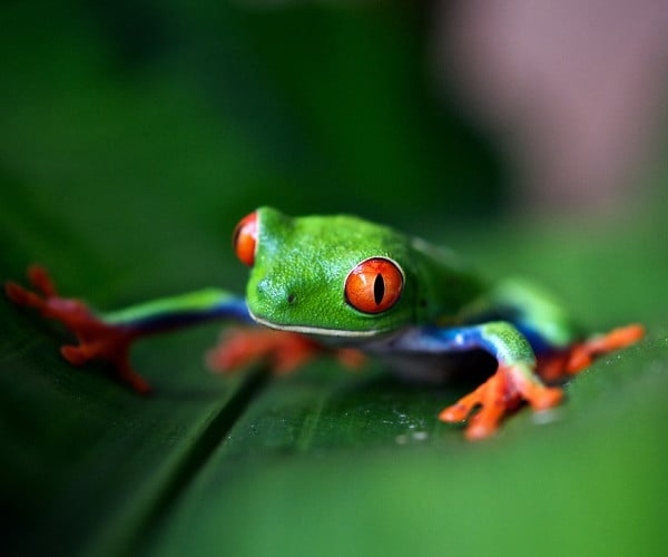 5 amazing wildlife-watching destinations in Ecuador and its Galapagos Islands