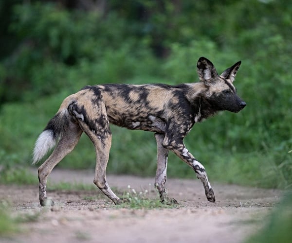 Going wild in Malawi