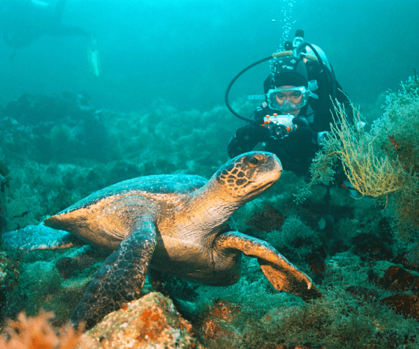 The best scuba diving destinations in the Galapagos Islands