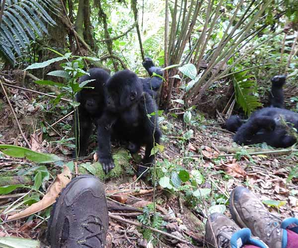 Expérience d'habituation des gorilles en Ouganda dans la forêt impénétrable de Bwindi