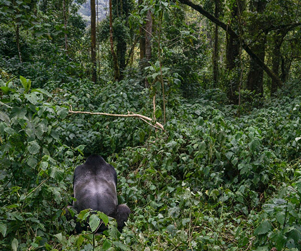 Gorille dans la brousse