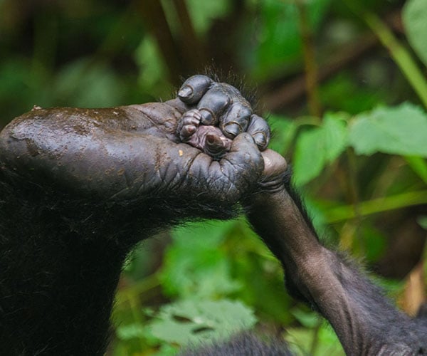 baby gorilla's arms