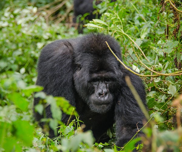 The gorilla habituation experience in Bwindi Impenetrable Forest