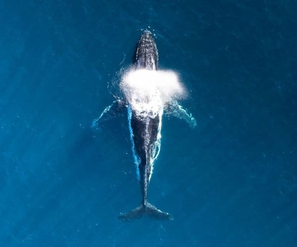 Ecuador's top 5 whale-watching spots