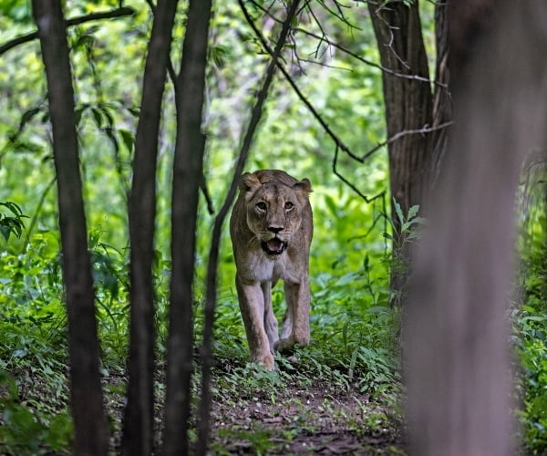 Malawi's marvelous Majete Wildlife Reserve