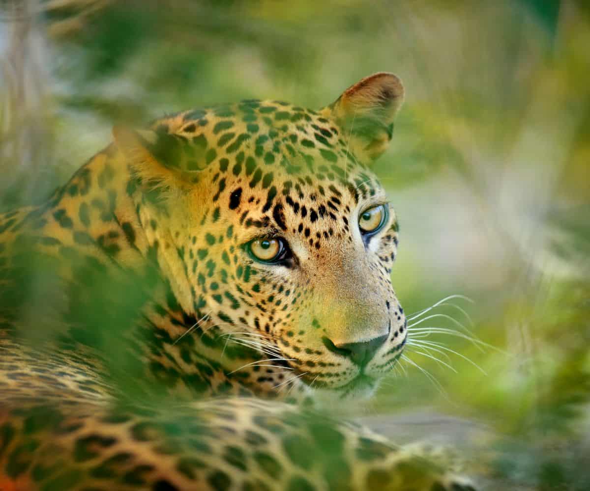 Remembering Leopards