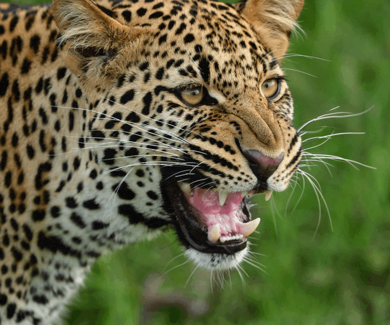Big cats and where to stay in style to see them