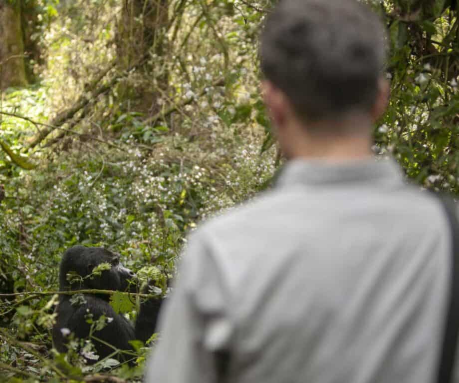 The top 5 luxury lodges in Uganda for wildlife encounters like no other Clouds gorilla trek