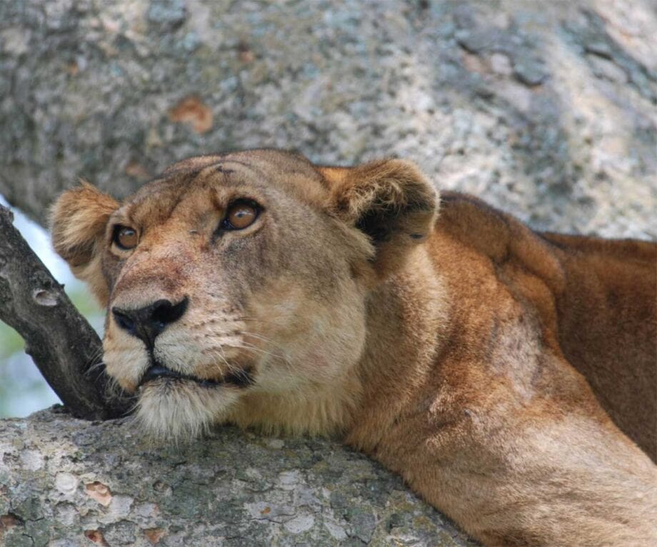 The top 5 luxury lodges in Uganda for wildlife encounters like no other Ishasha lion