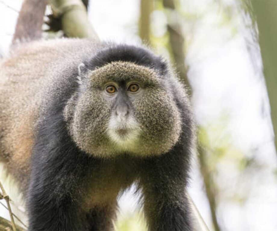 The top 5 luxury lodges in Uganda for wildlife encounters like no other Moung Gahinga golden monkey